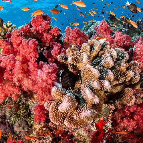 Coral Reef